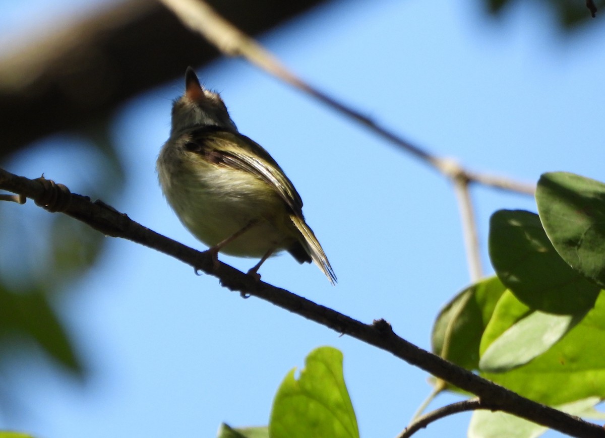 Pale-eyed Pygmy-Tyrant - ML643395975