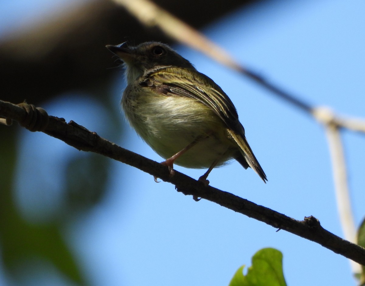 Pale-eyed Pygmy-Tyrant - ML643395976