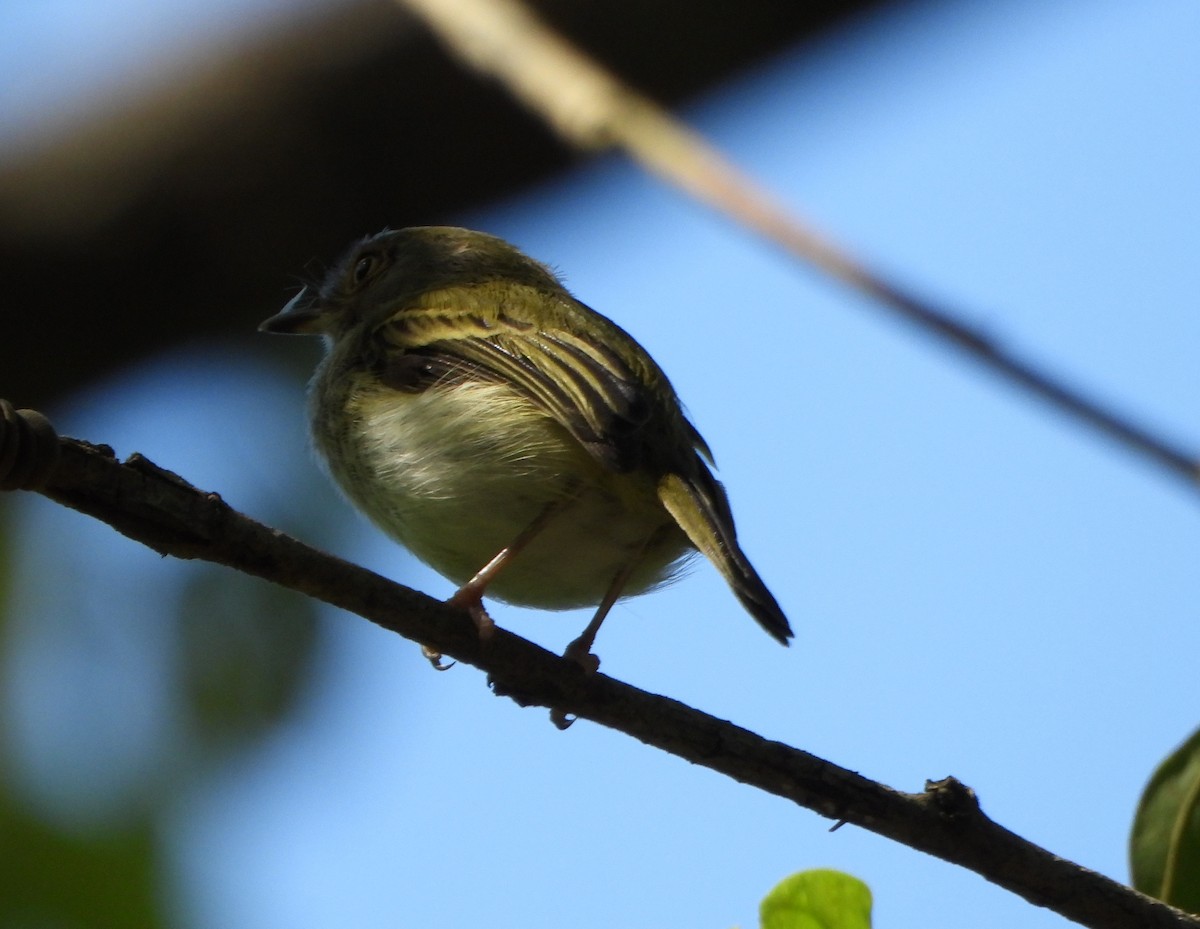 Pale-eyed Pygmy-Tyrant - ML643395977