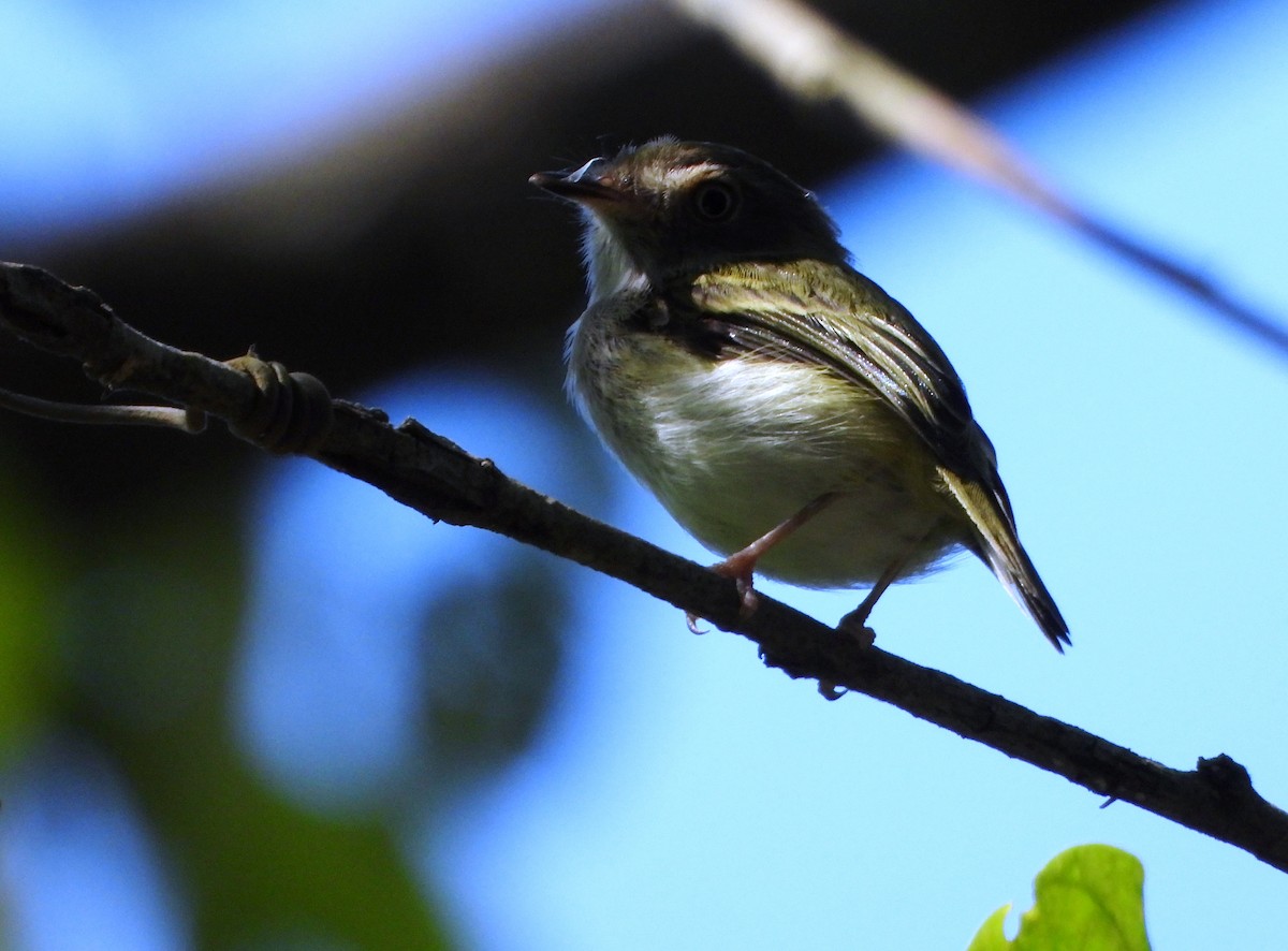 Pale-eyed Pygmy-Tyrant - ML643395978