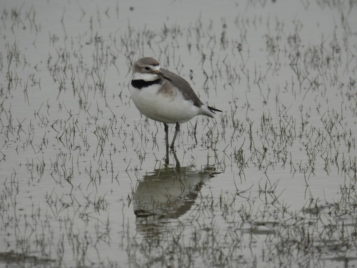 Wrybill - ML643395982