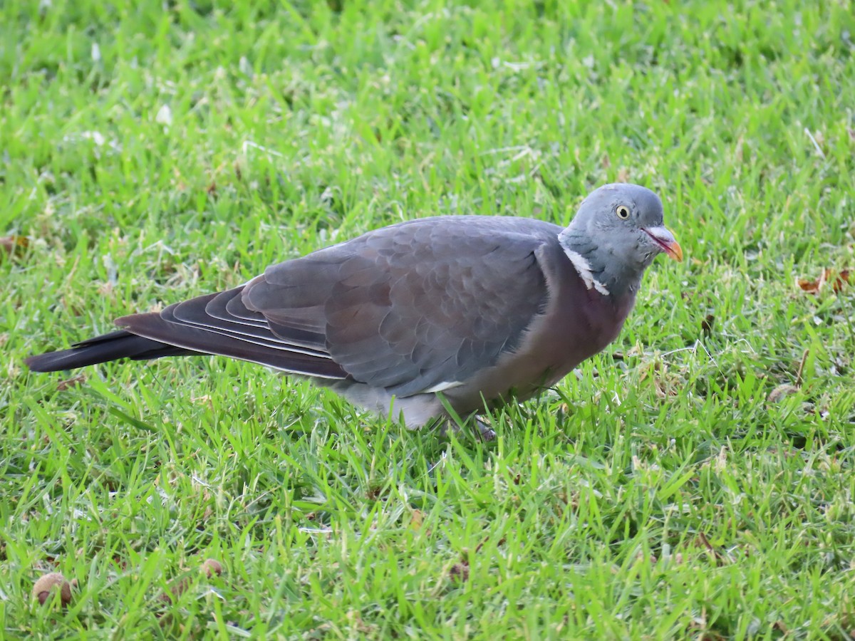 Common Wood-Pigeon (White-necked) - ML643395999