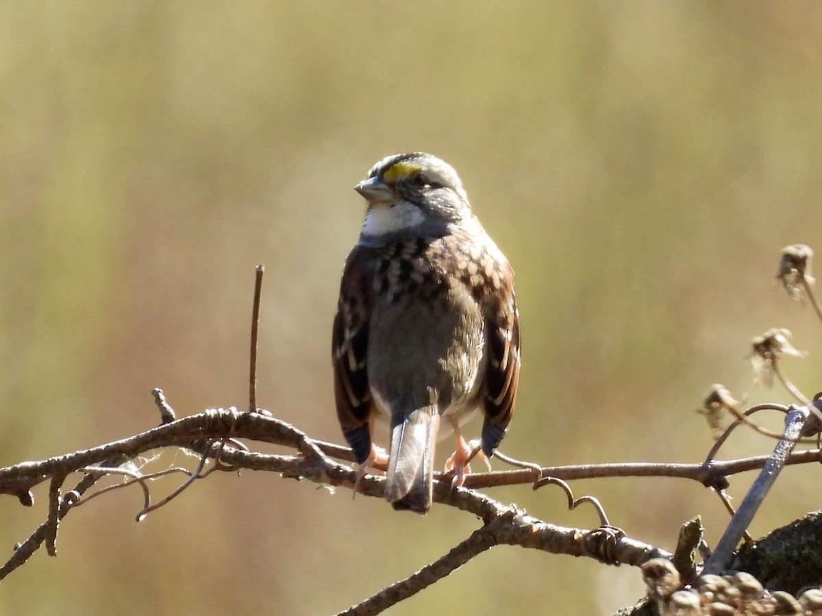 White-throated Sparrow - ML643396022