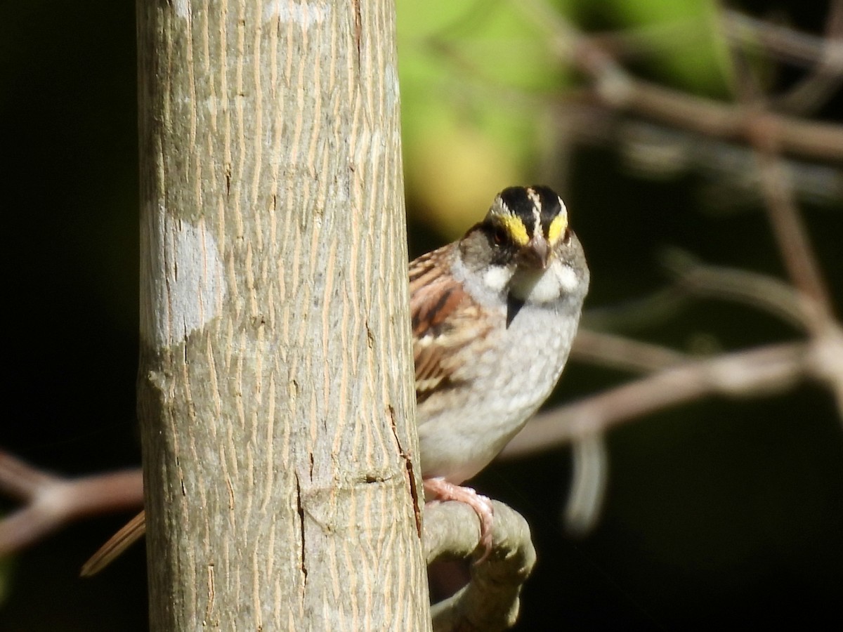 White-throated Sparrow - ML643396023