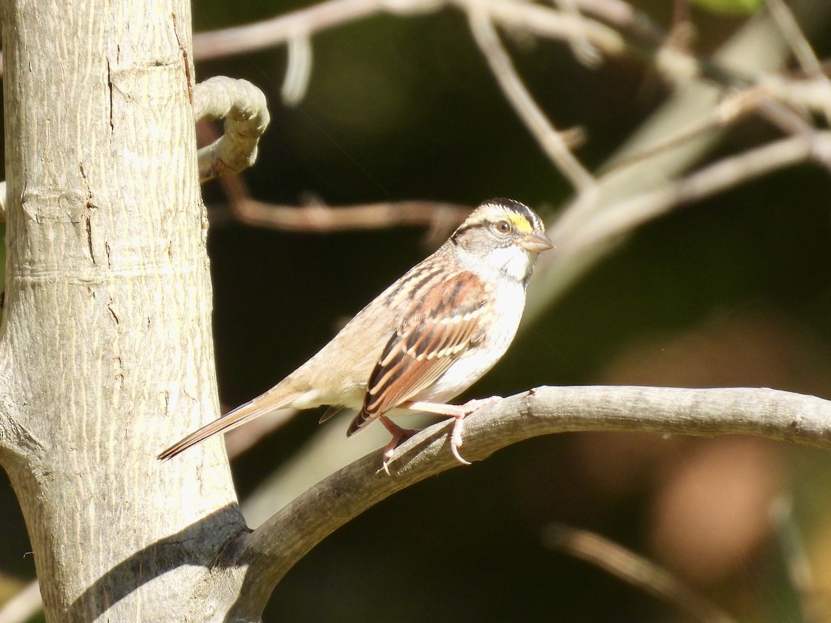 White-throated Sparrow - ML643396025