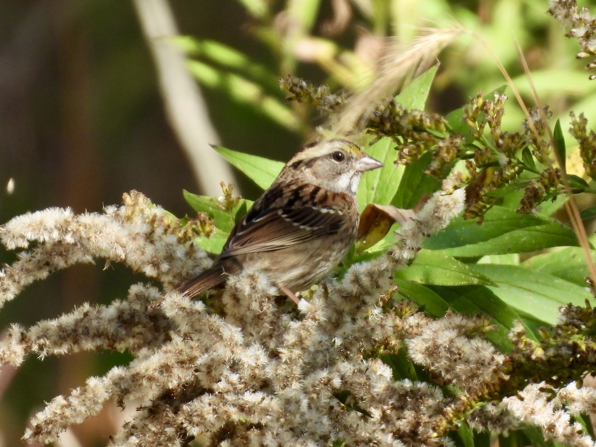 White-throated Sparrow - ML643396026