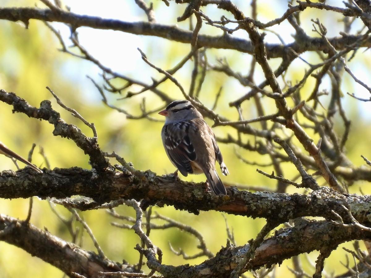 White-crowned Sparrow - ML643396044