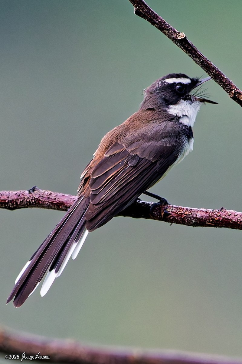 Philippine Pied-Fantail - ML643396063