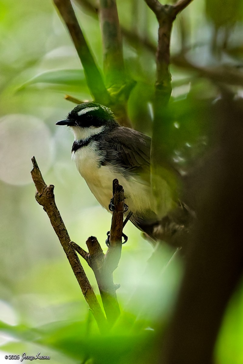 Philippine Pied-Fantail - ML643396064