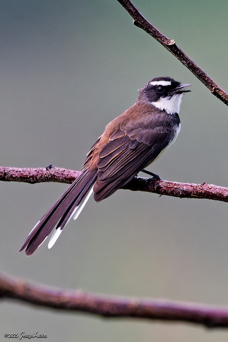Philippine Pied-Fantail - ML643396065