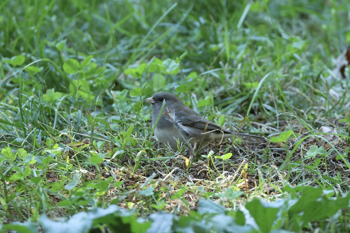 Dark-eyed Junco - ML643396070