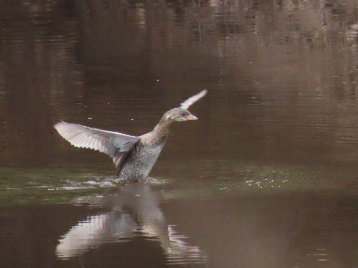 Pied-billed Grebe - ML643396081