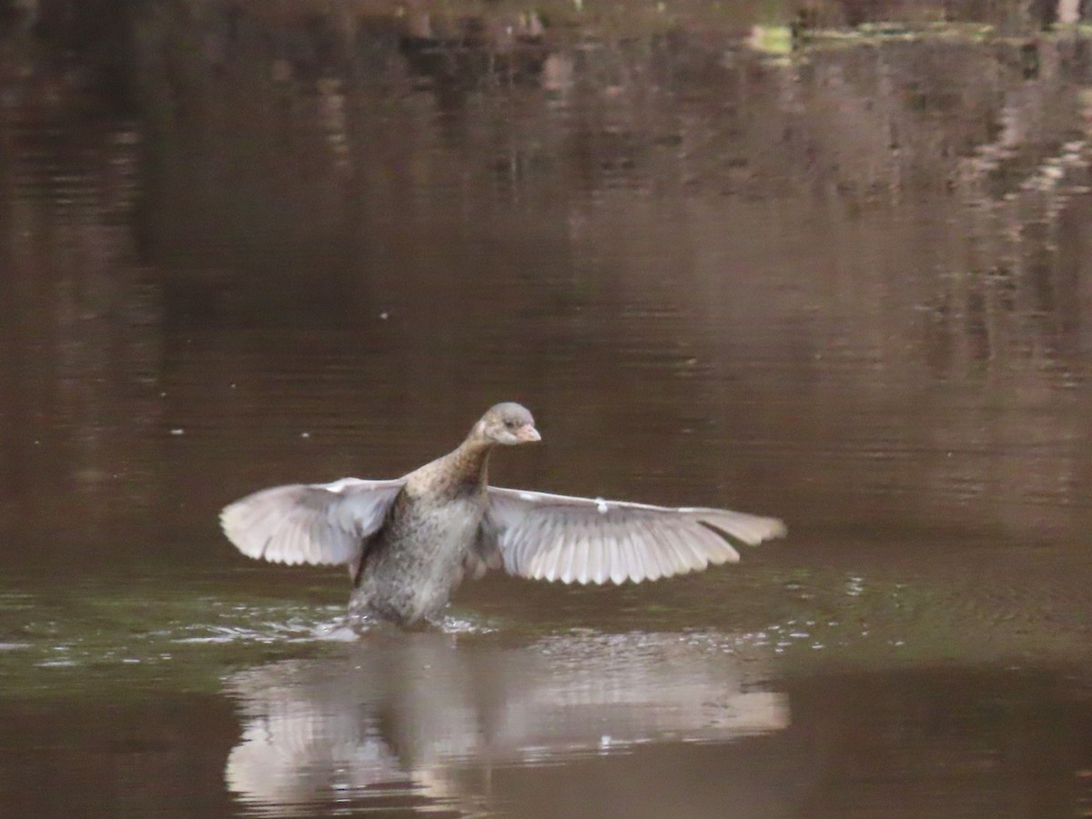 Pied-billed Grebe - ML643396083