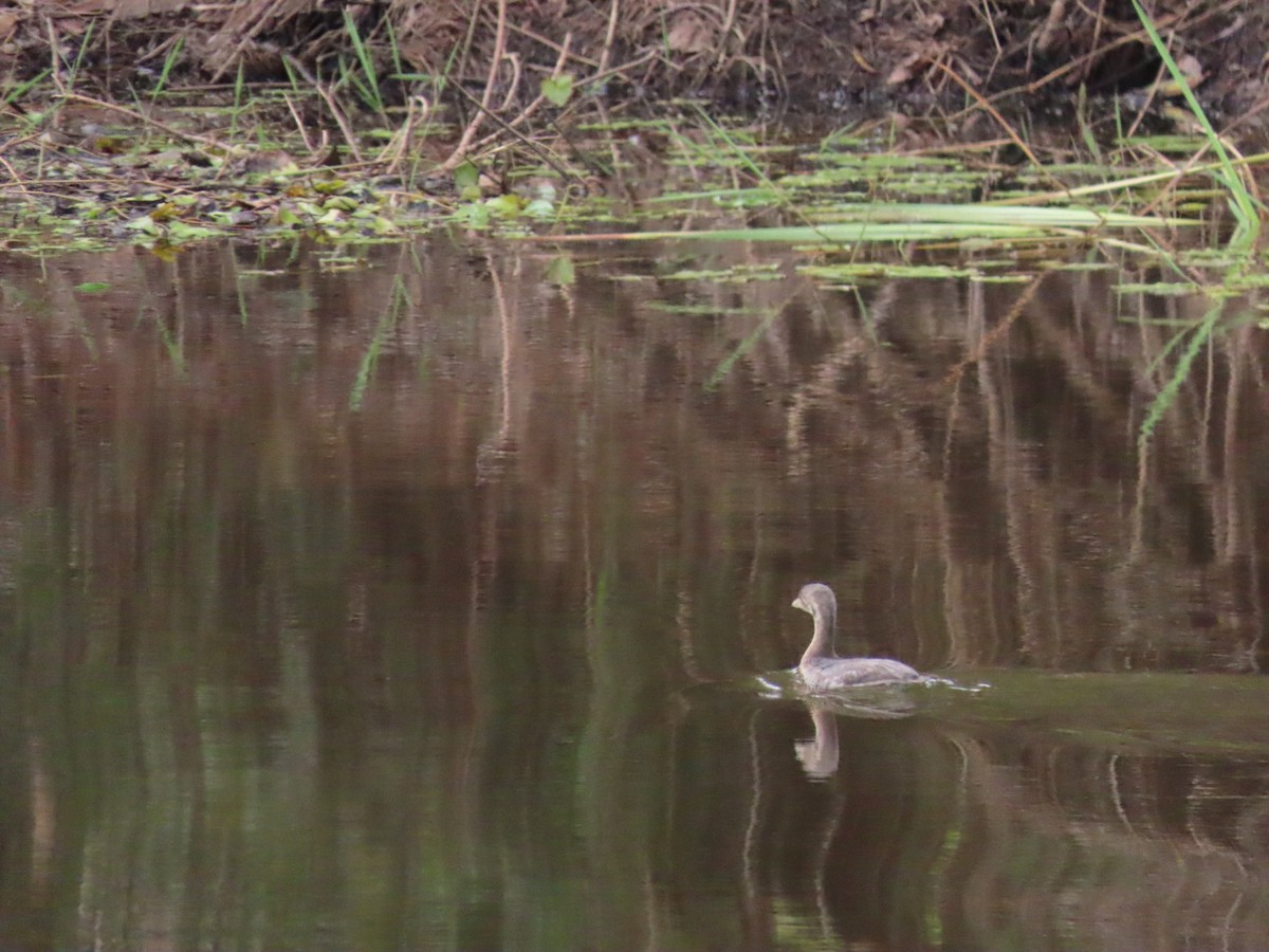 Pied-billed Grebe - ML643396085