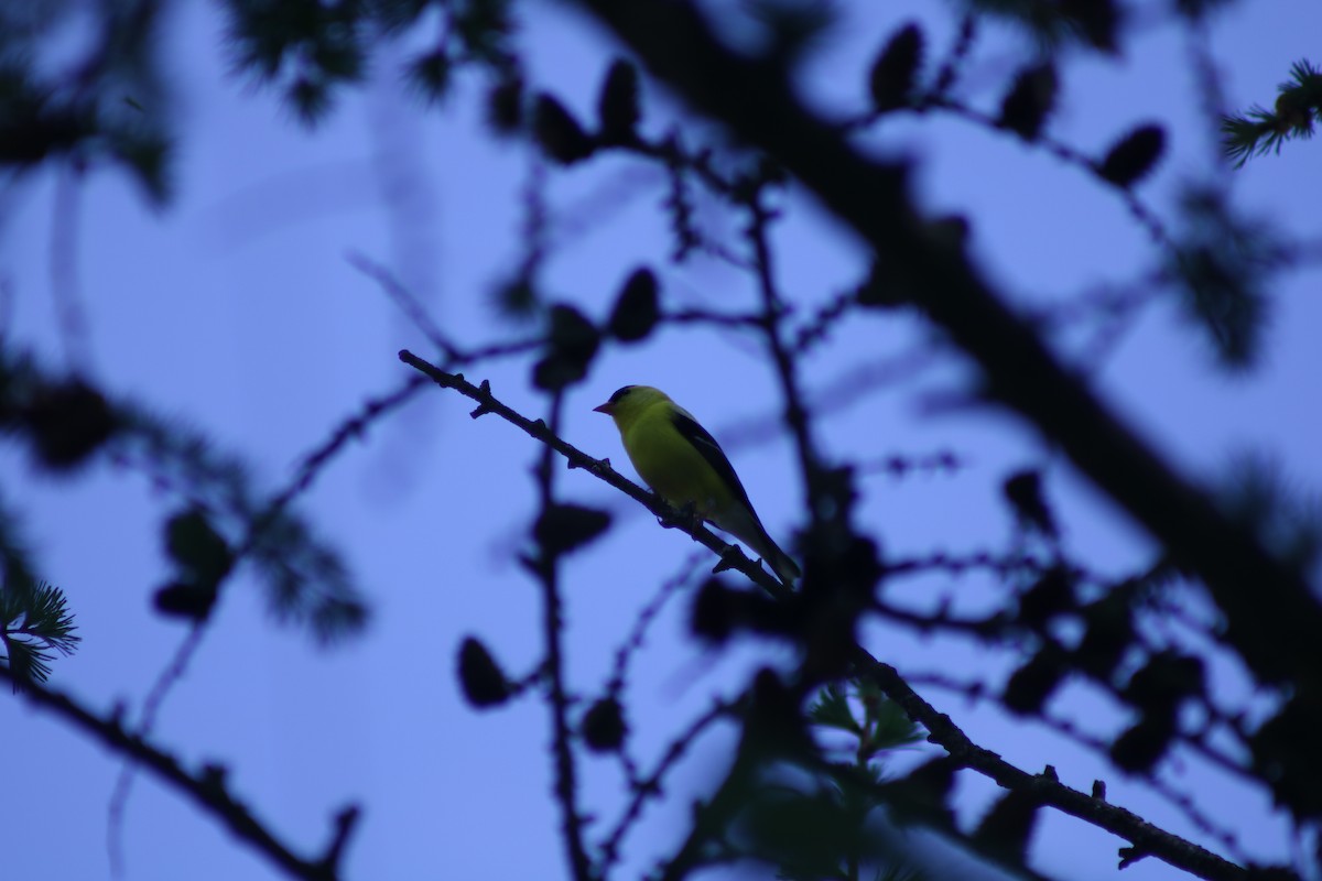 American Goldfinch - ML643396109