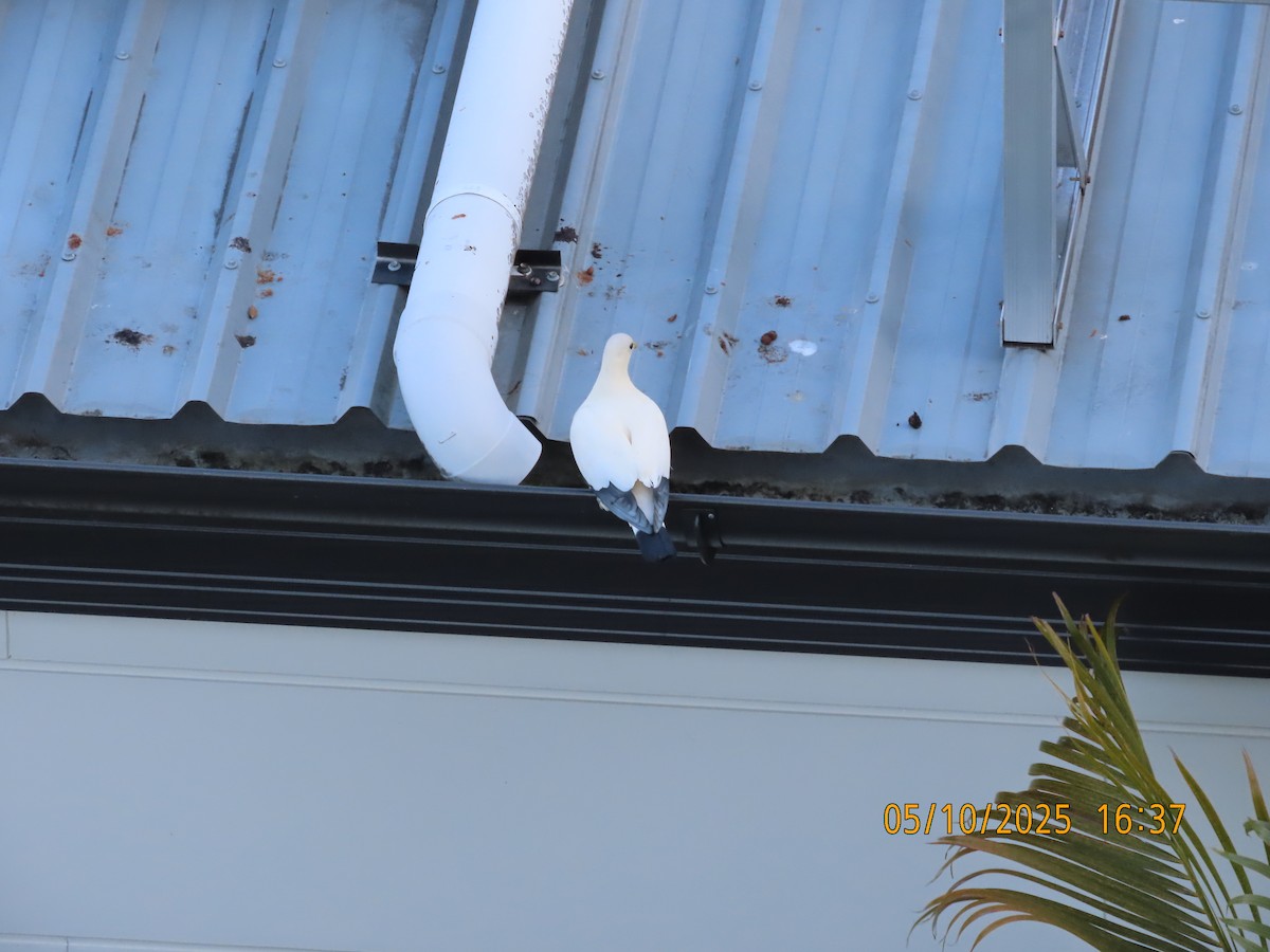 Torresian Imperial-Pigeon - ML643396110