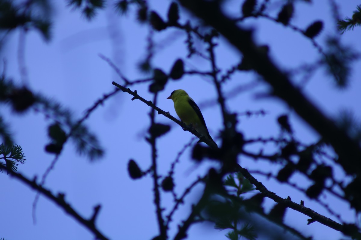 American Goldfinch - ML643396114