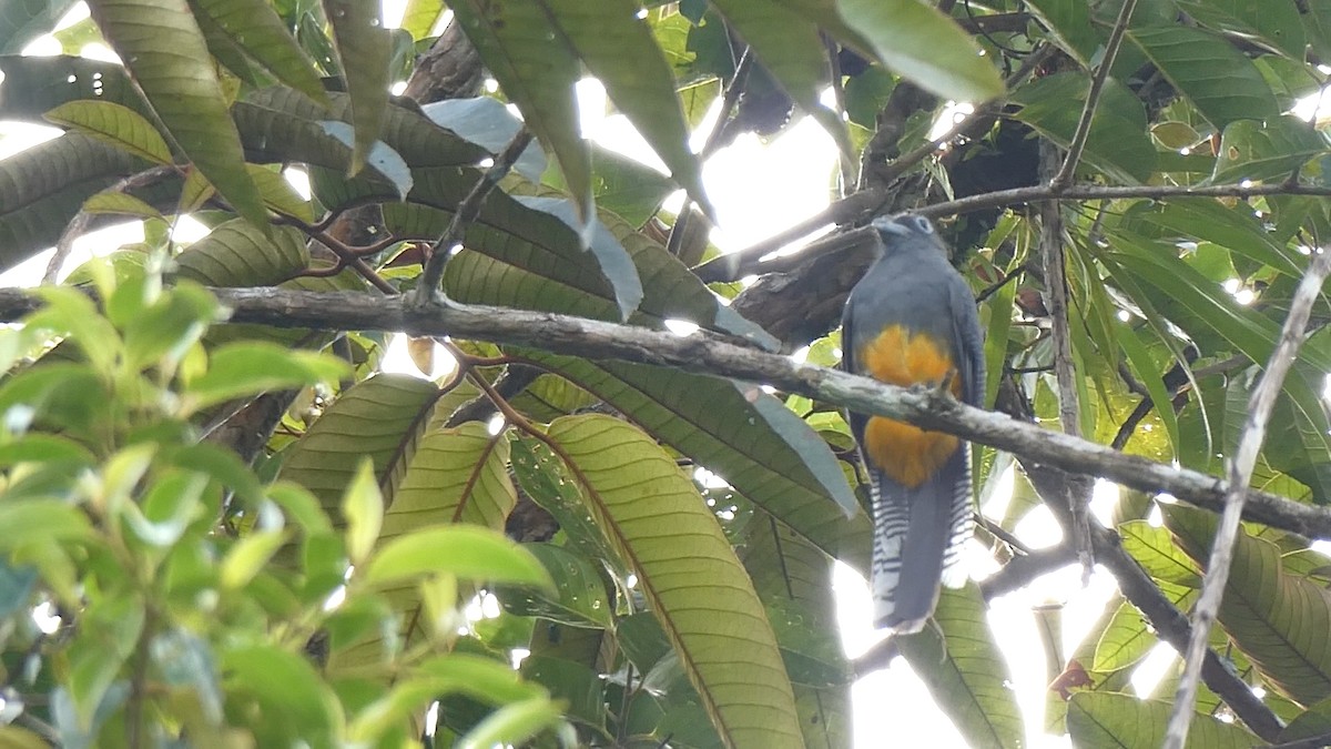 White-tailed Trogon - ML643396118