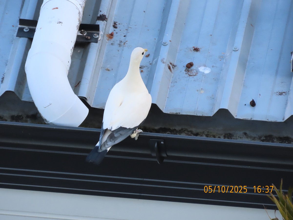Torresian Imperial-Pigeon - ML643396123