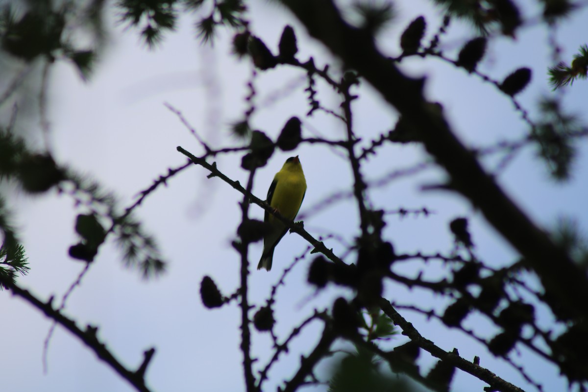 American Goldfinch - ML643396132