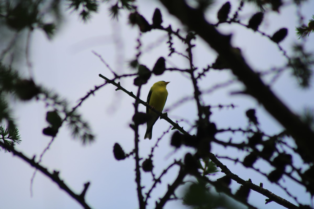 American Goldfinch - ML643396136