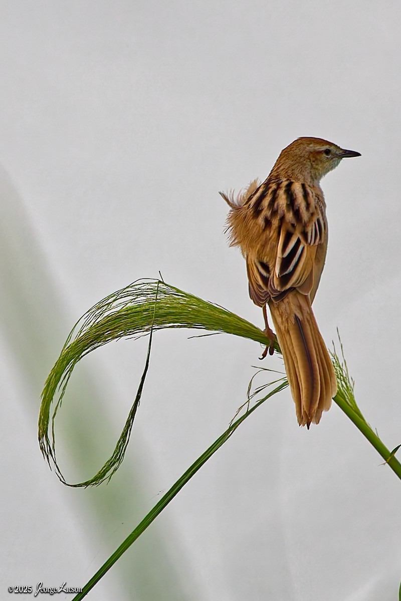 Striated Grassbird - ML643396138