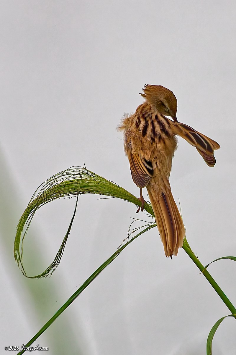 Striated Grassbird - ML643396139