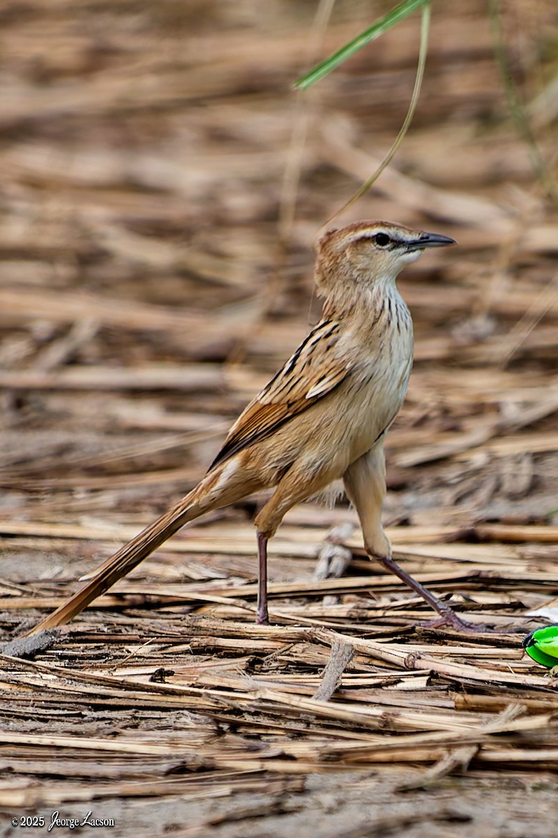 Striated Grassbird - ML643396140