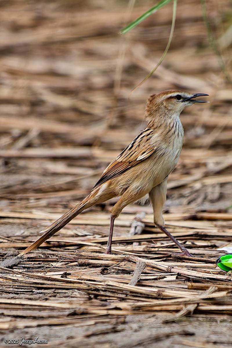 Striated Grassbird - ML643396141