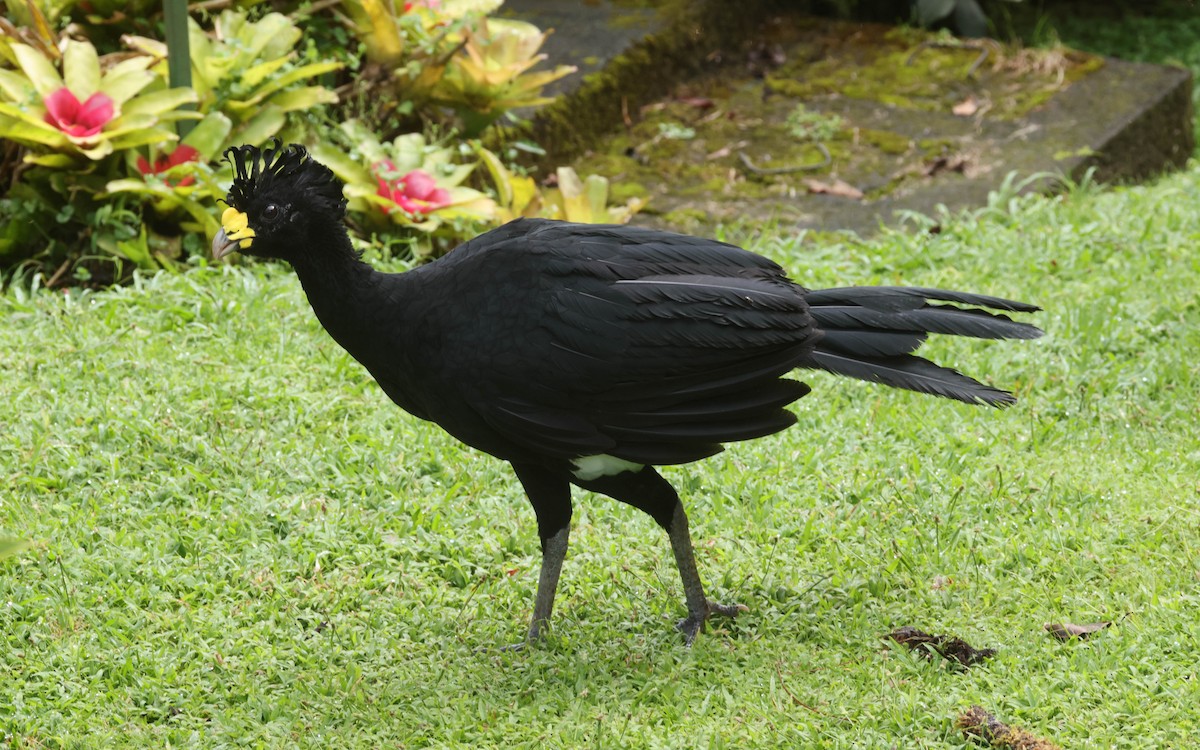 Great Curassow - ML643396144