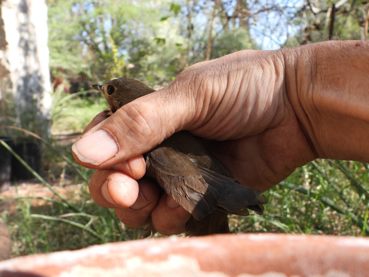 Swainson's Thrush - ML643396146