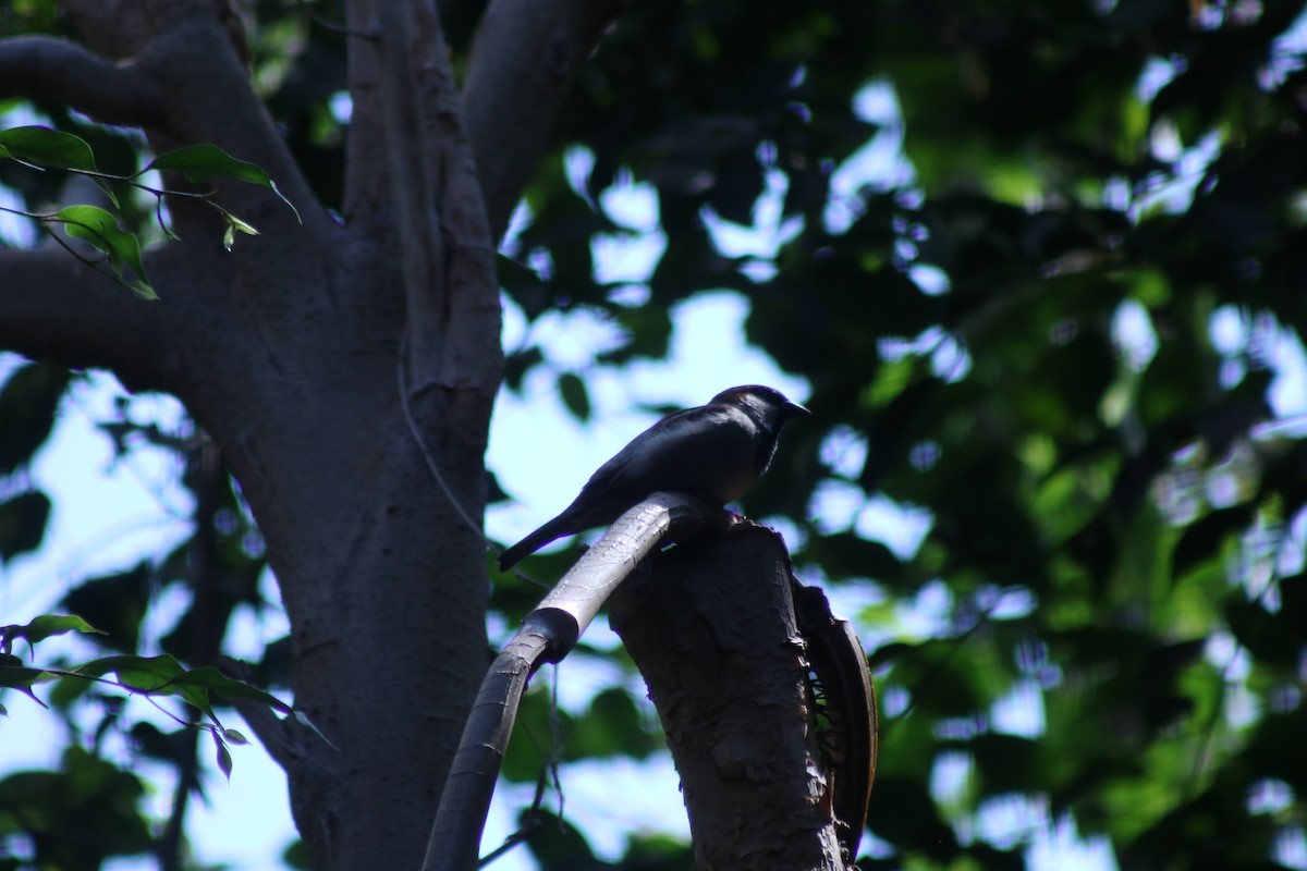 House Sparrow - ML643396149