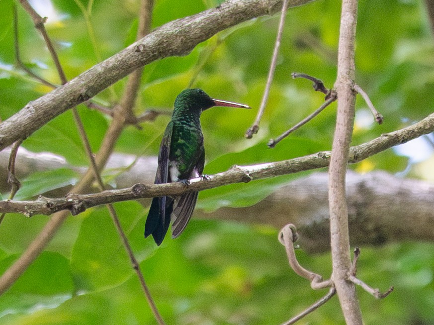 Canivet's Emerald - ML643396157