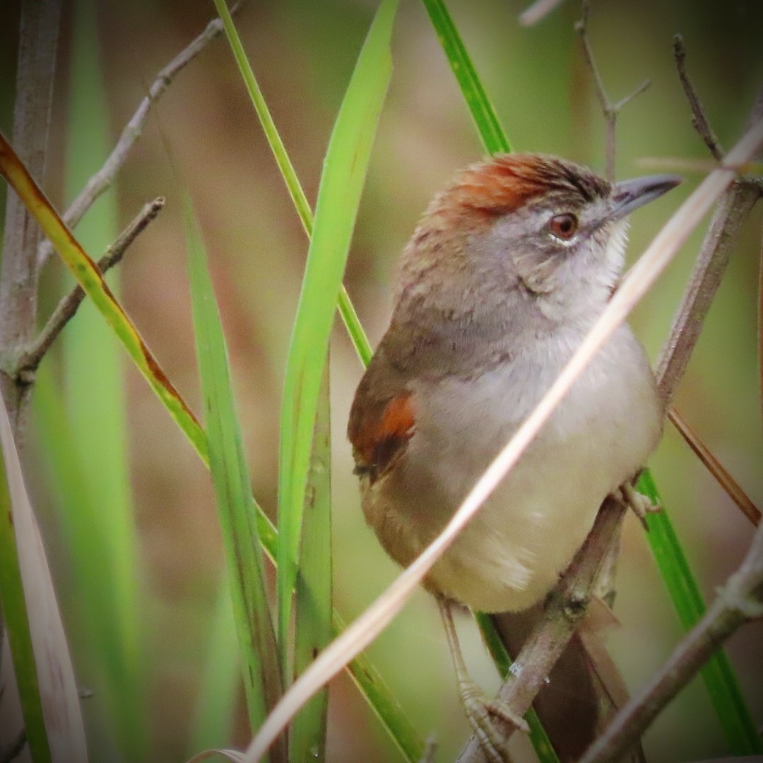 Pale-breasted Spinetail - ML643396168