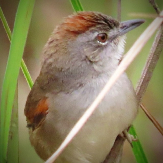 Pale-breasted Spinetail - ML643396169