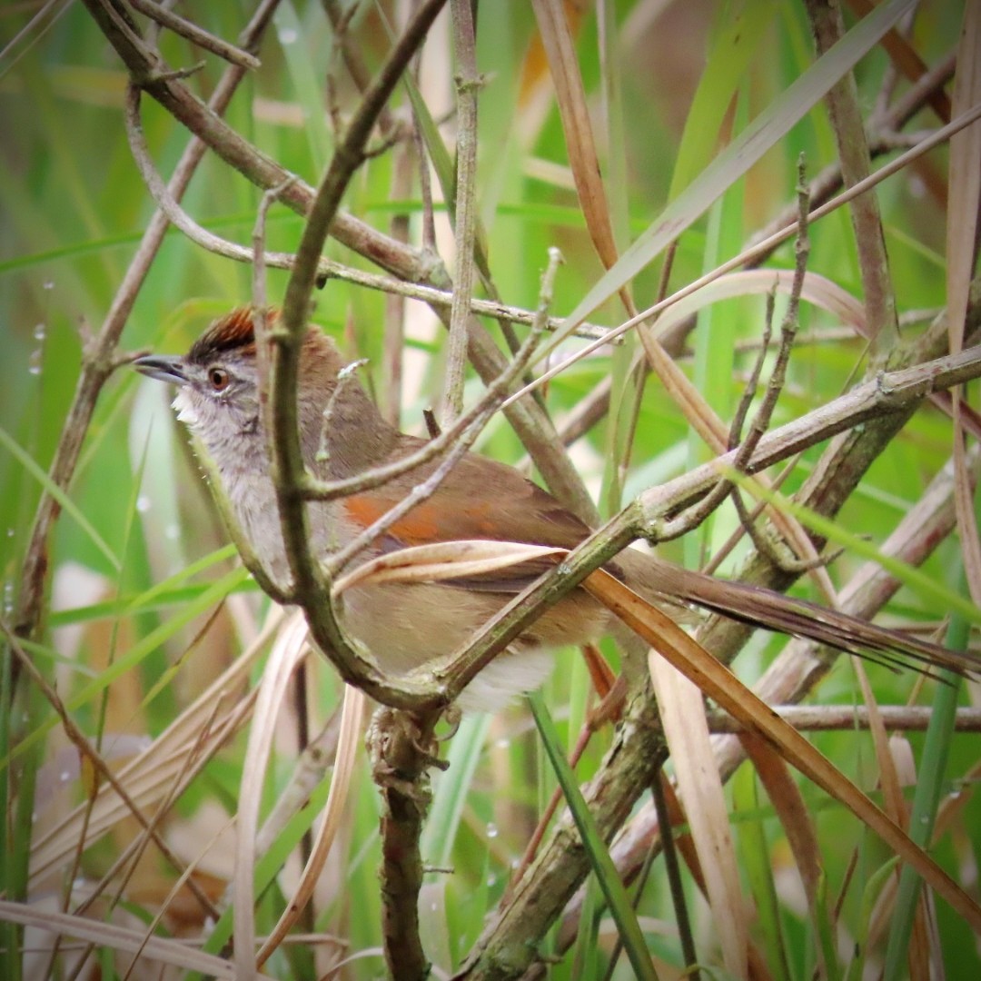 Pale-breasted Spinetail - ML643396170