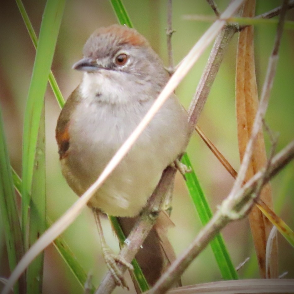 Pale-breasted Spinetail - ML643396171