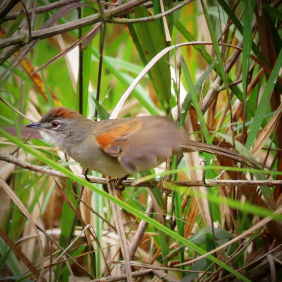 Pale-breasted Spinetail - ML643396172