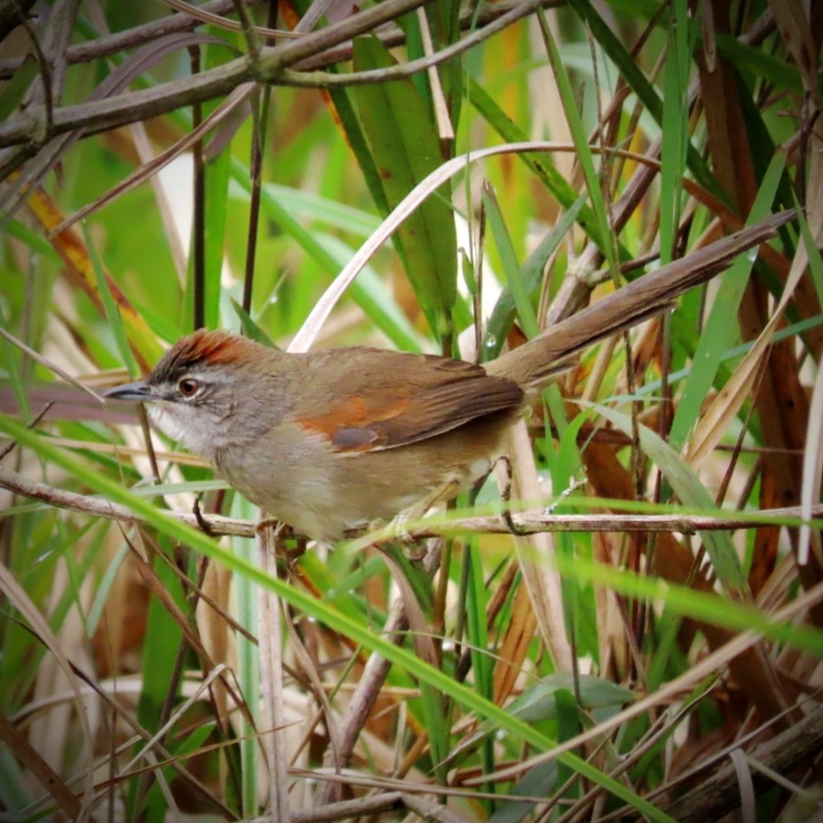 Pale-breasted Spinetail - ML643396173