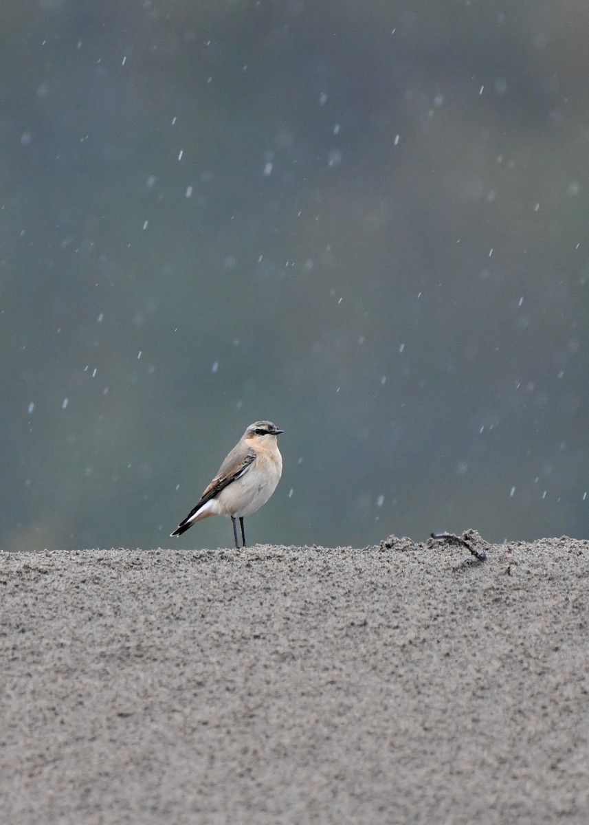 Northern Wheatear - ML643396195