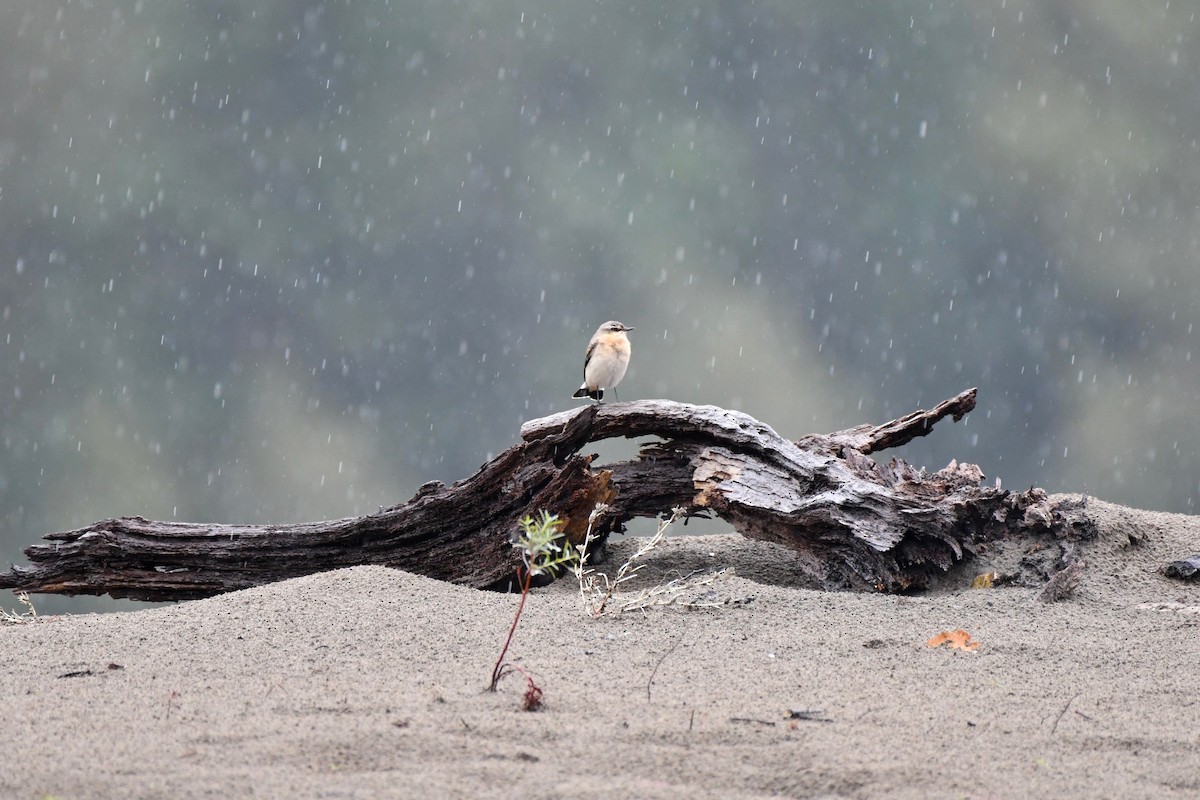 Northern Wheatear - ML643396196