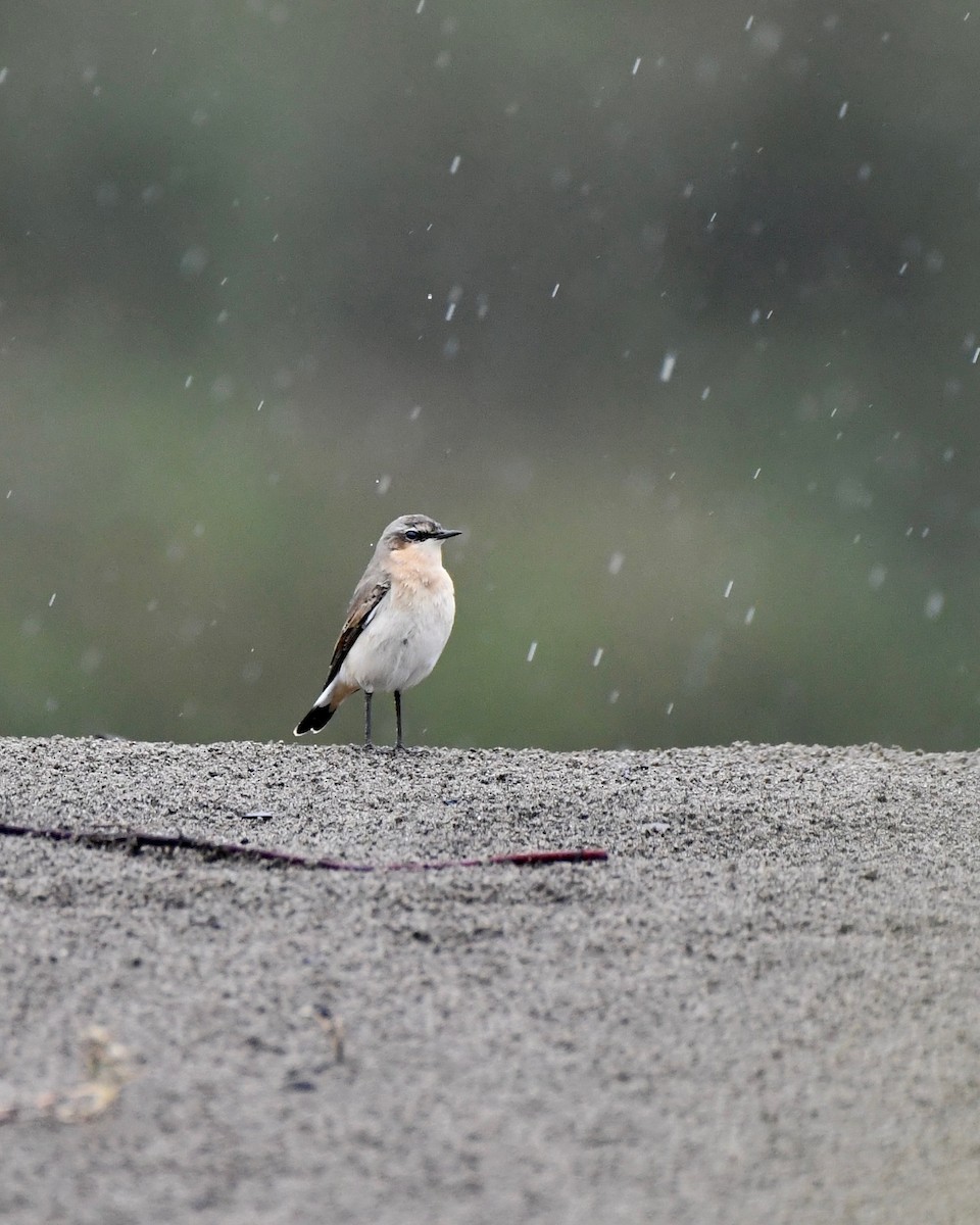 Northern Wheatear - ML643396197