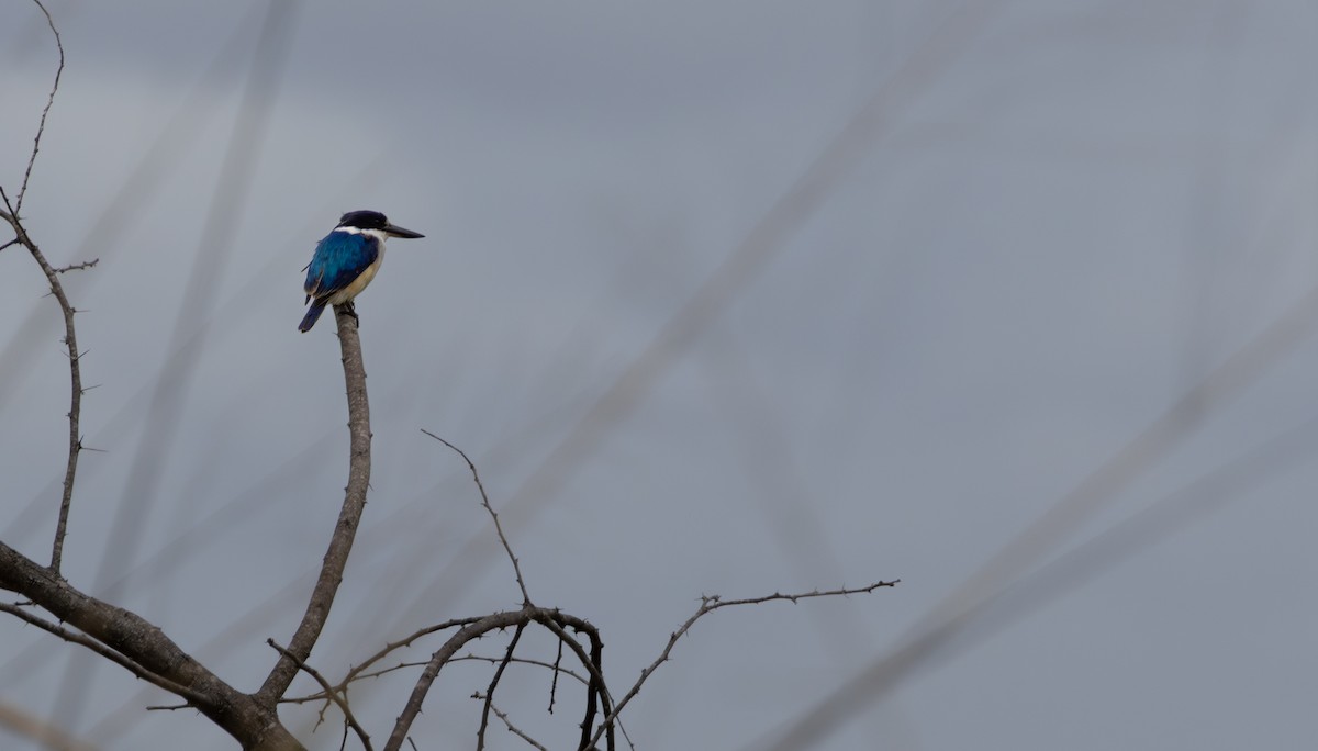 Forest Kingfisher - ML643396201