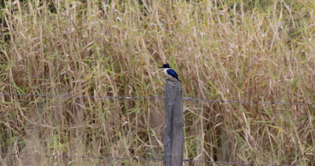 Forest Kingfisher - ML643396203