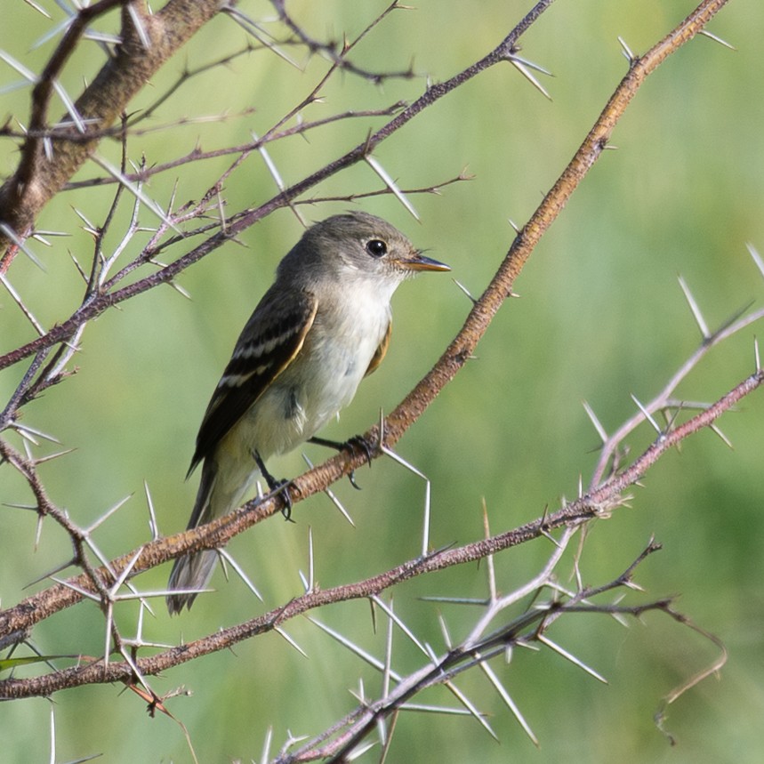 Willow Flycatcher - ML643396240