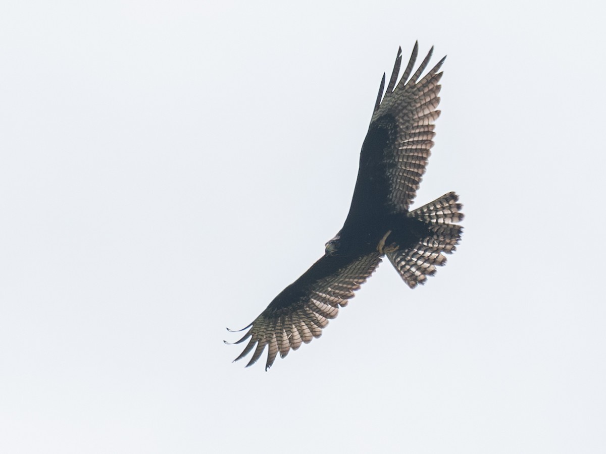 Zone-tailed Hawk - ML643396278