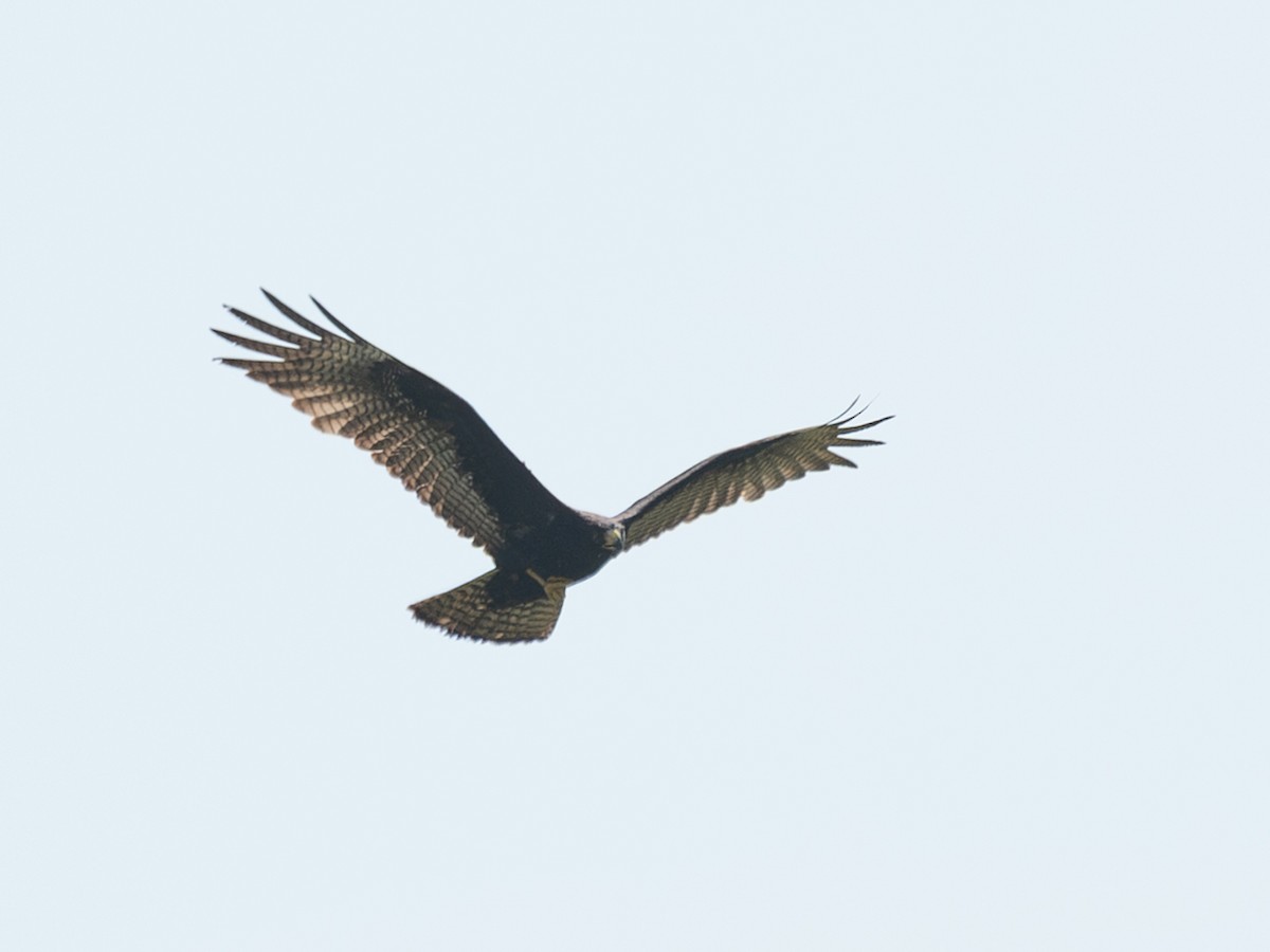 Zone-tailed Hawk - ML643396279