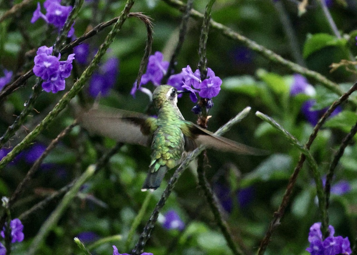 Western Emerald - ML643396280