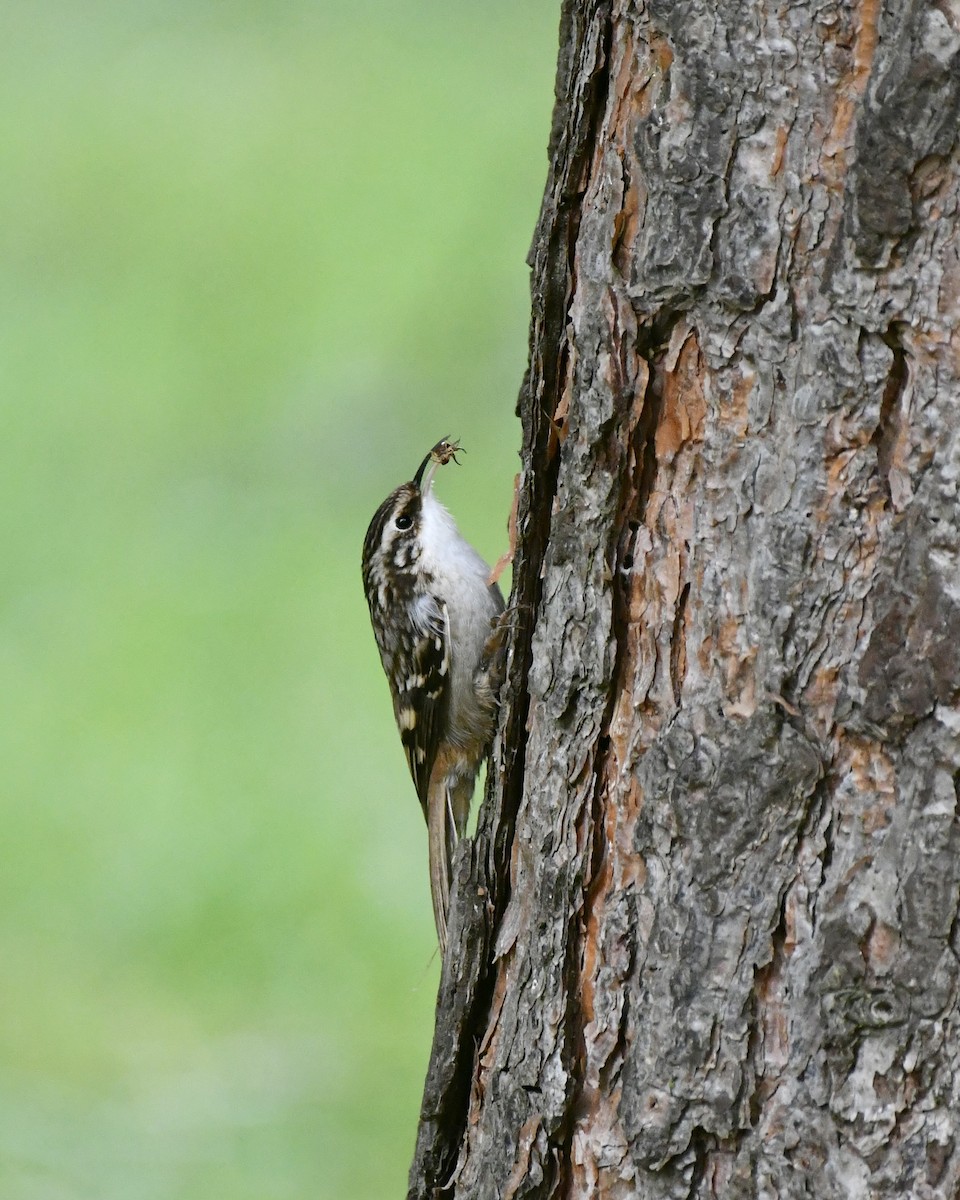 Brown Creeper - ML643396303