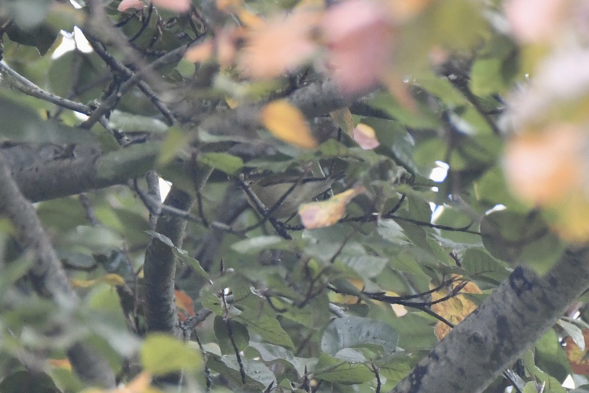 Tennessee Warbler - ML643396323